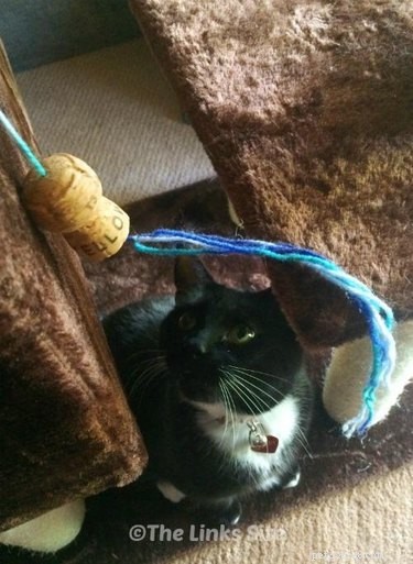 15 Simple DIY Cat Toys Your Feline Will Love