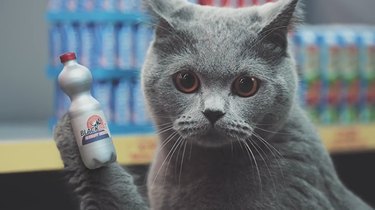 How to Film Cats Shopping in a Mini Supermarket: A Step-by-Step Guide