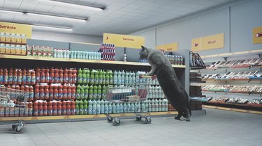 How to Film Cats Shopping in a Mini Supermarket: A Step-by-Step Guide