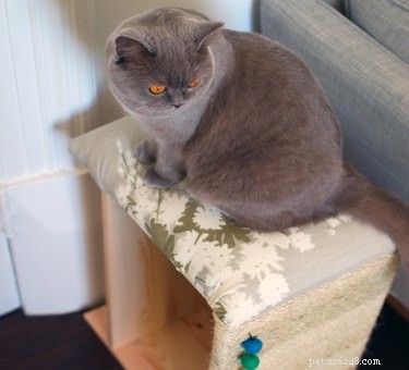 13 DIY IKEA Pet Furniture Hacks: Stylish, Affordable, and Easy to Build