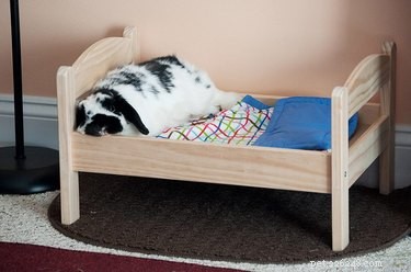 13 DIY IKEA Pet Furniture Hacks: Stylish, Affordable, and Easy to Build