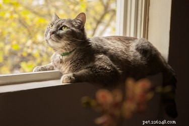 Prevent Indoor Cat Boredom: Engage Your Feline Indoors