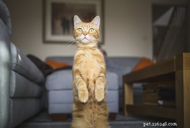 Do Cats Experience Guilt? Unpacking the Myth Behind Pet Behavior