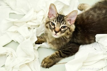 Do Cats Experience Guilt? Unpacking the Myth Behind Pet Behavior