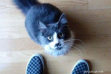 Do Cats See Color? Insights into Their Vision