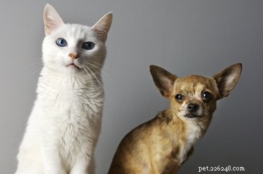 Do Cats Outwit Dogs? A Scientific Look at Feline vs. Canine Intelligence