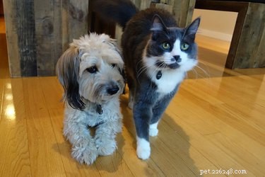 Do Cats Outwit Dogs? A Scientific Look at Feline vs. Canine Intelligence