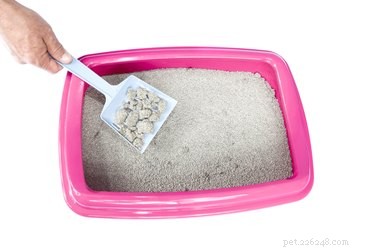When to Change Your Cat’s Litter: A Practical Guide