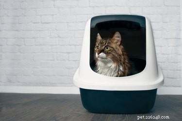 When to Change Your Cat’s Litter: A Practical Guide