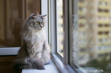 DIY Cat Screen Guards: Protect Your Windows & Doors from Scratches