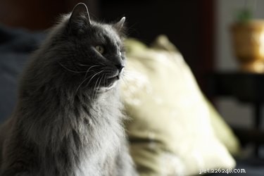 How to Safely Remove Paint from Your Cat’s Fur