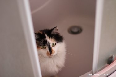 How to Safely Remove Paint from Your Cat’s Fur