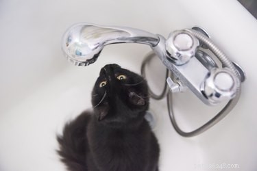 How to Safely Remove Paint from Your Cat’s Fur
