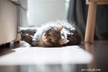 Safely Remove Cat Mats with Conditioner & Detangler: A Step‑by‑Step Guide