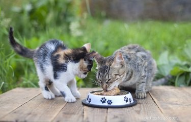 Prevent Birds From Stealing Your Cat’s Food: Easy, Birdproof Feeding Tips