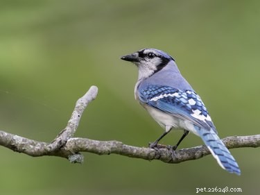 Prevent Birds From Stealing Your Cat’s Food: Easy, Birdproof Feeding Tips