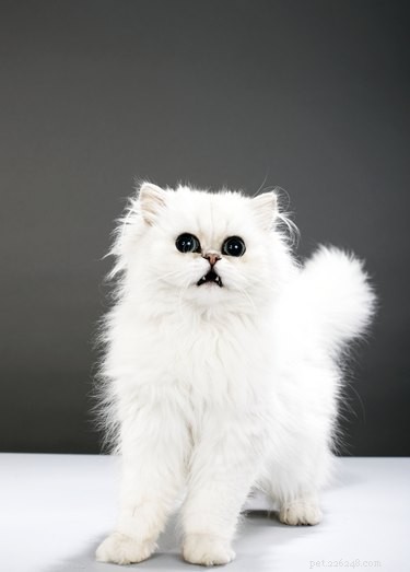 How to Naturally Whiten Your Cat s Fur: Easy Cleaning Tips