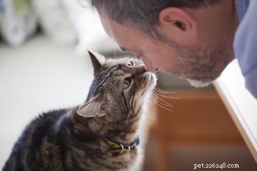 Do Cats Remember Their Owners After Years? A Study on Long‑Term Cat Memory