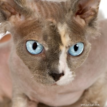 DIY Warm Sweater for Your Sphynx Cat: A Step‑by‑Step Guide