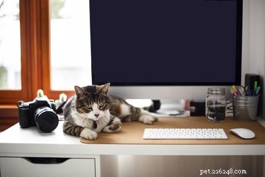 Turn Your Cat into a Professional Model: A Step‑by‑Step Guide