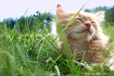 How to Safely Rescue a Kitten Trapped in a Small Hole