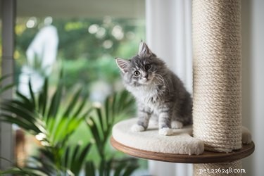 How to Safely Rescue a Kitten Trapped in a Small Hole