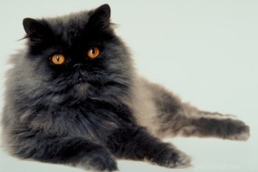 Safely Removing Mats from Your Cat’s Coat: A Step-by-Step Guide