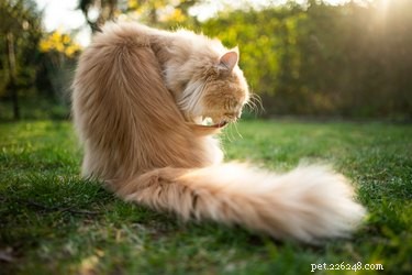 Safely Removing Mats from Your Cat’s Coat: A Step-by-Step Guide