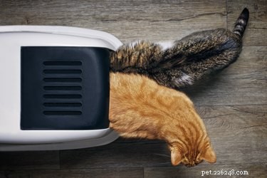 Step-by-Step Guide to Resetting and Troubleshooting Your LitterMaid Cat Litter Box