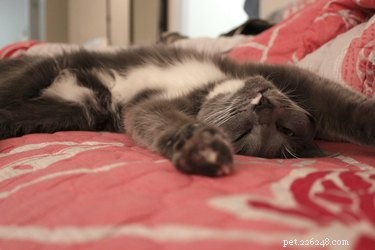 Effortless Ways to Remove Cat Hair From Your Comforter