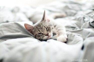 Effortless Ways to Remove Cat Hair From Your Comforter
