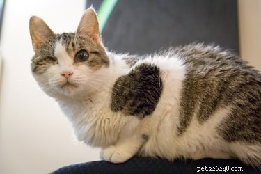 Keep Your Cat’s Fur White: A Simple Daily Care Guide