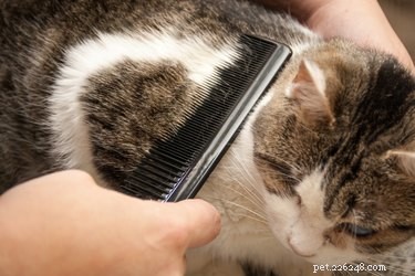 Keep Your Cat’s Fur White: A Simple Daily Care Guide