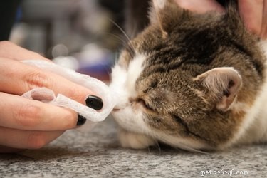 Keep Your Cat’s Fur White: A Simple Daily Care Guide