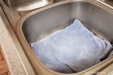 Keep Your Cat’s Fur White: A Simple Daily Care Guide