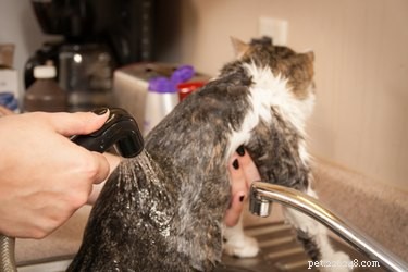 Keep Your Cat’s Fur White: A Simple Daily Care Guide