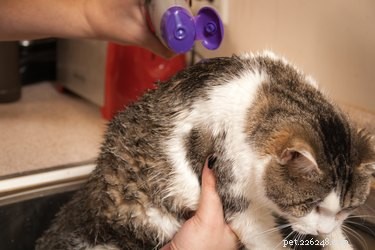 Keep Your Cat’s Fur White: A Simple Daily Care Guide