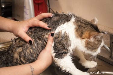 Keep Your Cat’s Fur White: A Simple Daily Care Guide