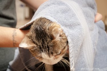 Keep Your Cat’s Fur White: A Simple Daily Care Guide