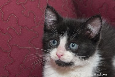 Find Your Missing Kitten: Quick, Safe Steps to Locate a Hidden Cat