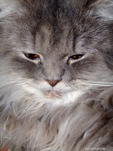 Expert Guide: Removing Large Mats from Your Cat’s Fur Safely