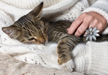 Expert Guide: Removing Large Mats from Your Cat’s Fur Safely