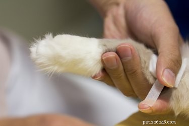Safe Guide to Removing Bandages from Your Cat’s Fur Without Pain