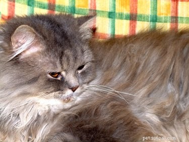 How to Unmat Cat Hair: Safe Steps for Long-Haired Cats