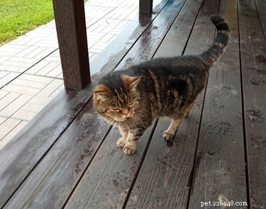 Easy DIY: Build a Cozy Outdoor Cat House from a Plastic Tote