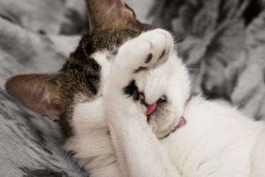 Effective Spices to Keep Cats Out of Your Garden