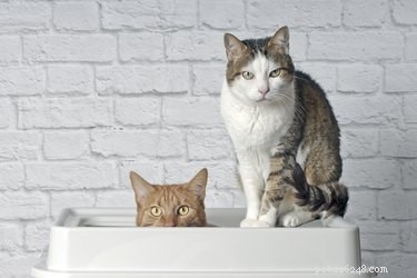 Step-by-Step Guide to Troubleshooting Your CatGenie Litter Box