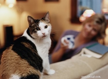 Durable Sofas Cat-Proof: Long-Lasting Comfort for Your Home