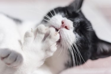 Durable Sofas Cat-Proof: Long-Lasting Comfort for Your Home