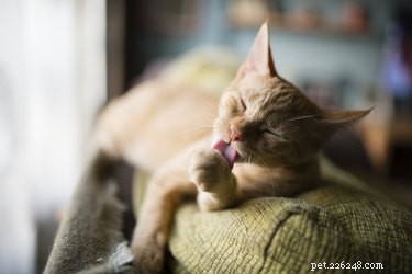 Understanding Why Your Cat Is Licking Her Hair Off: Causes & Solutions